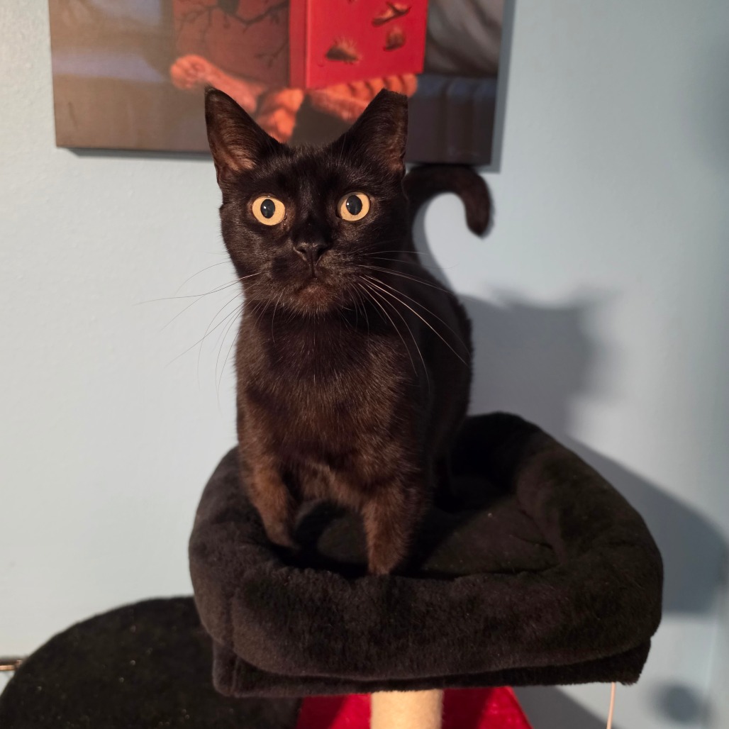 Shelter Stray Female Cat last seen , 8020 Washington St, Port Richey, FL 34668, USA