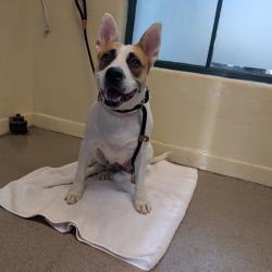 Shelter Stray Female Dog last seen , 361 S Raymond Ave, Pasadena, CA 91105, USA