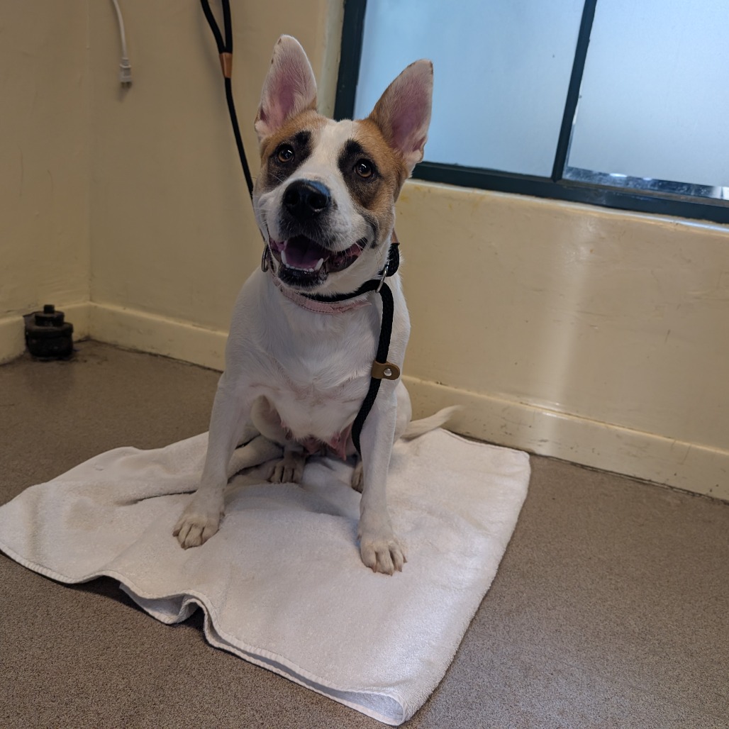 Shelter Stray Female Dog last seen , 361 S Raymond Ave, Pasadena, CA 91105, USA