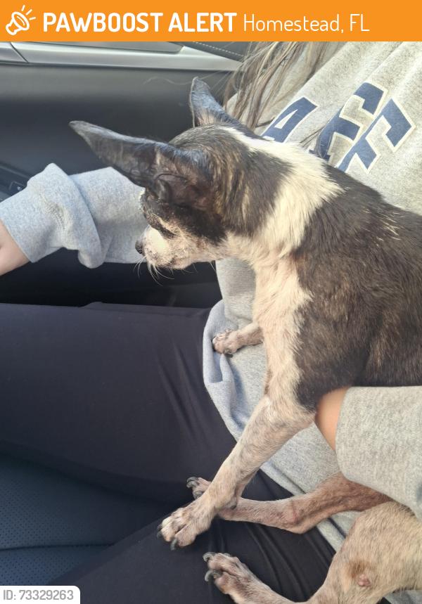 Found/Stray Male Dog last seen In a park inside Silver Palms community, Homestead, FL 33032