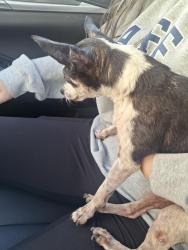 Found/Stray Male Dog last seen In a park inside Silver Palms community, Homestead, FL 33032