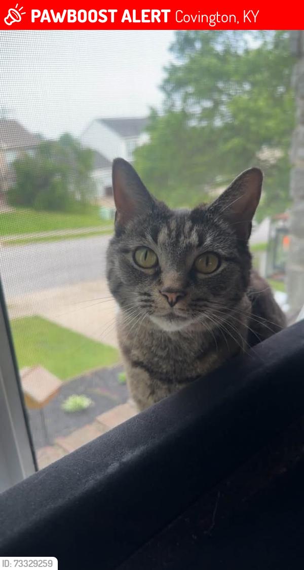 Lost Female Cat last seen Beginning of Tando way & Otter, Covington, KY 41017