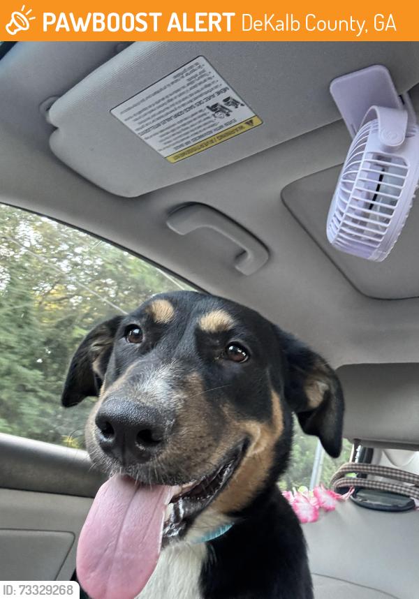 Found/Stray Male Dog last seen State Road 160 and Cabin Drive, DeKalb County, GA 30288