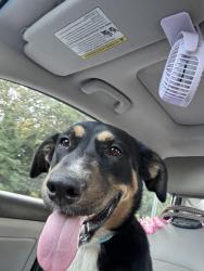 Found/Stray Male Dog last seen State Road 160 and Cabin Drive, DeKalb County, GA 30288