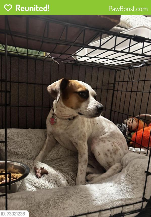 Reunited Female Dog last seen Near Kingfisher Dr. Fayetteville,NC, Fayetteville, NC 28306