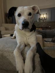 Lost Female Dog last seen Happy Valley Rd, Newnan, GA 30263