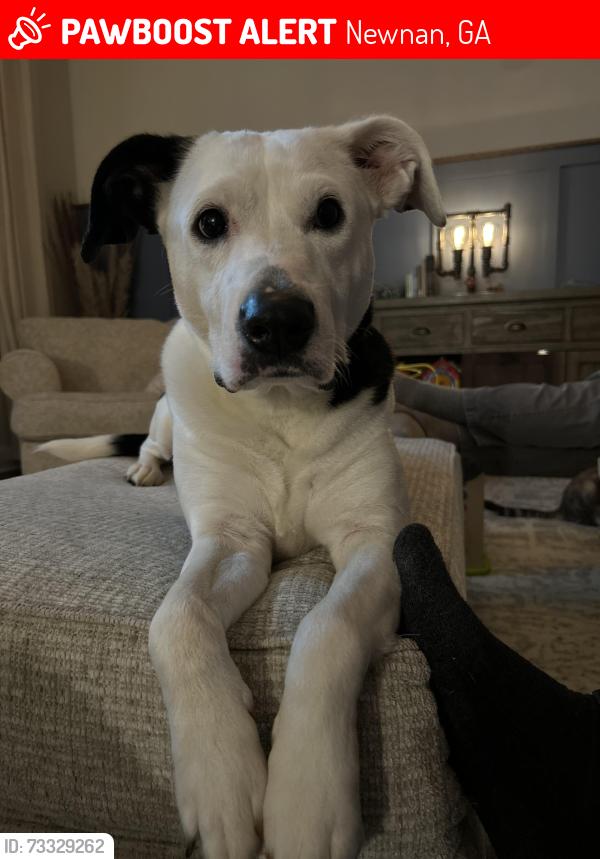Lost Female Dog last seen Happy Valley Rd, Newnan, GA 30263