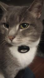 Lost Female Cat last seen Old sandwich road, Plymouth, MA 02360
