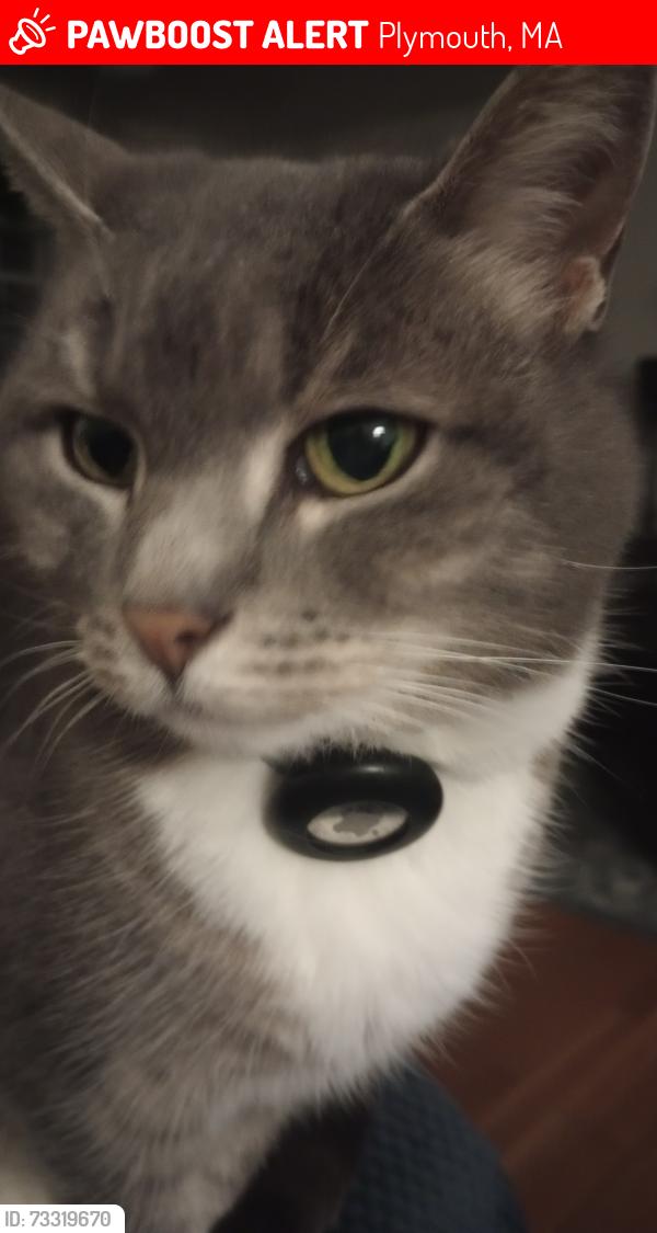 Lost Female Cat last seen Old sandwich road, Plymouth, MA 02360