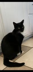 Reunited Female Cat last seen Near E Park Dr, Cleveland, OH 44119, USA, Cleveland, OH 44119