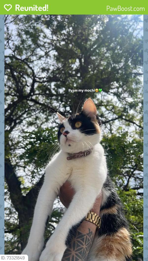 Reunited Female Cat last seen Andes way, Aurora, CO 80017