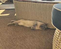 Found/Stray Male Cat last seen Knox and Hartford, Chandler, Chandler, AZ 85225