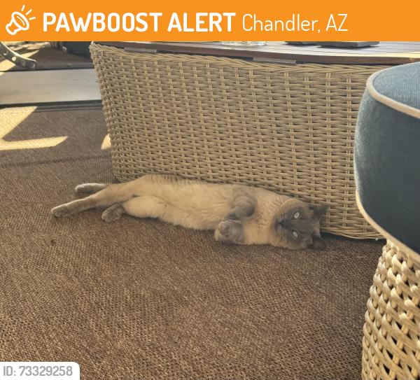 Found/Stray Male Cat last seen Knox and Hartford, Chandler, Chandler, AZ 85225