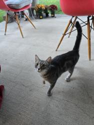Reunited Female Cat last seen Lowell and Spain, Albuquerque, NM 87111
