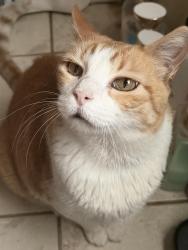 Lost Male Cat last seen 26th Ave, Greeley, CO 80634