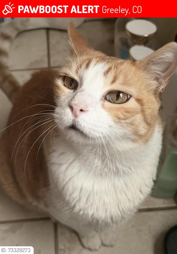 Lost Male Cat last seen 26th Ave, Greeley, CO 80634