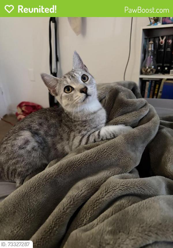 Reunited Male Cat last seen Lawrence and Cochrane, Hamilton, ON L8K 6H8