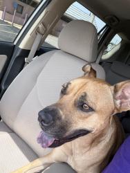 Found/Stray Female Dog last seen Juan Tabo & Mountain, Albuquerque, NM 87112