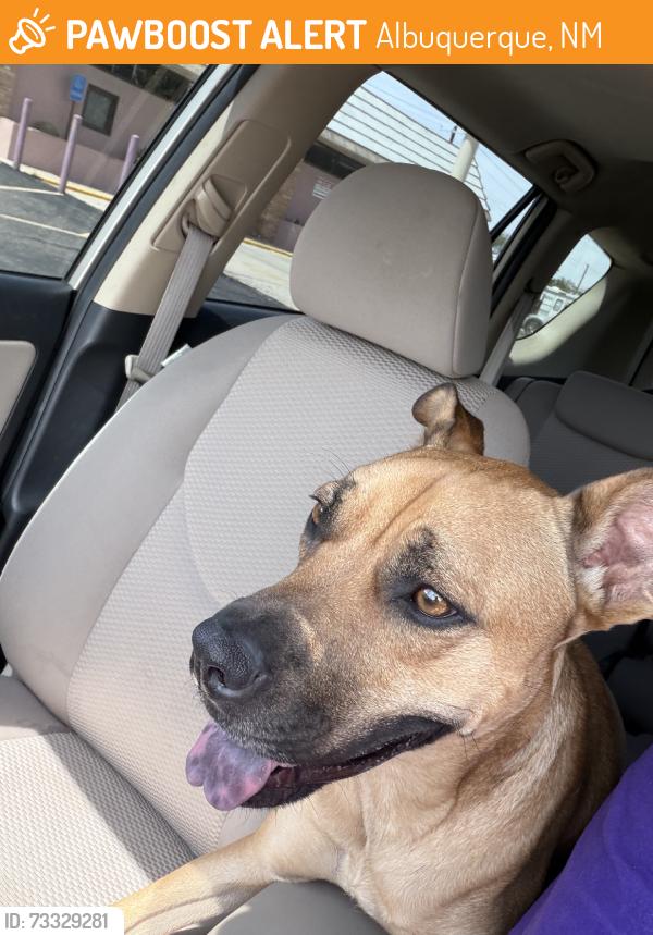 Found/Stray Female Dog last seen Juan Tabo & Mountain, Albuquerque, NM 87112