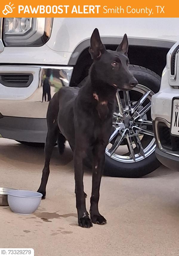 Found/Stray Male Dog last seen County Rd 46 and Dr. Bundy Rd., Smith County, TX 75704