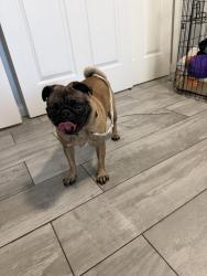 Reunited Female Dog last seen Loyola drive & Windsor st, San Bernardino, CA 92407