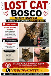 Reunited Female Cat last seen Davidson blvd and Governors Road, Hamilton, ON 