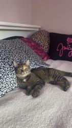 Reunited Female Cat last seen 72nd and Simms, Arvada, CO 80005