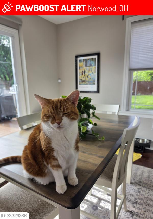 Lost Male Cat last seen Franklin, Norwood, OH 45212