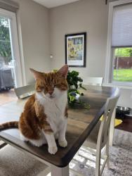 Lost Male Cat last seen Franklin, Norwood, OH 45212