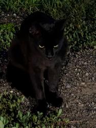 Found/Stray Unknown Cat last seen Behind the 1460 Beckworth apmts, London, ON N5V 2K7