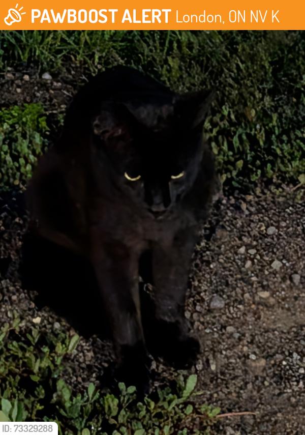 Found/Stray Unknown Cat last seen Behind the 1460 Beckworth apmts, London, ON N5V 2K7
