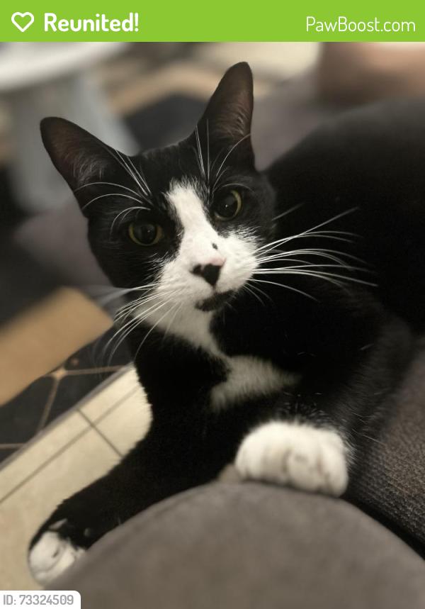 Reunited Male Cat last seen Columbus y la broadway 33619, Tampa, FL 33619