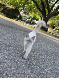 Found/Stray Unknown Cat last seen Sperling and grant place, Burnaby, BC V5B 4X3