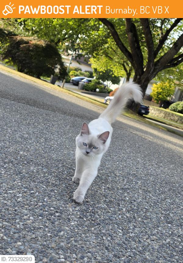 Found/Stray Unknown Cat last seen Sperling and grant place, Burnaby, BC V5B 4X3