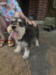 Reunited Male Dog last seen Near Roy Croft Ave, Helotes, TX 78023, USA, Helotes, TX 78023