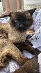 Reunited Unknown Cat last seen Lonsdale and 20th, North Vancouver, BC V7M 0H4