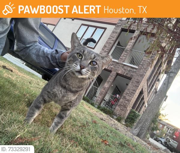 Found/Stray Male Cat last seen Houston tx, Houston, TX 77060