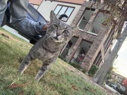 Found/Stray Male Cat last seen Houston tx, Houston, TX 77060