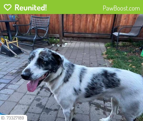 Reunited Male Dog last seen Marshall and Wilder, Saint Paul, MN 55104