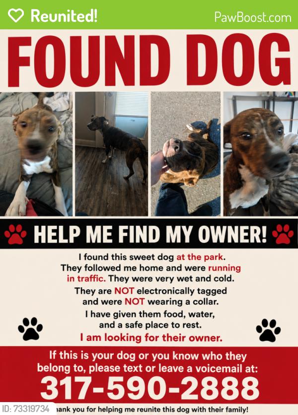 Reunited Female Dog last seen Mars hill, Indianapolis, IN 46241