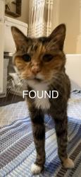 Found/Stray Female Cat last seen Crabapple and carver falls, Charlotte, NC 28214
