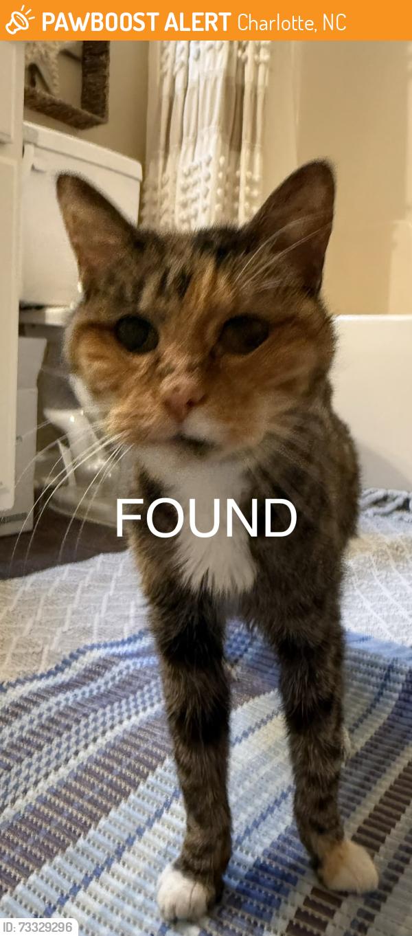 Found/Stray Female Cat last seen Crabapple and carver falls, Charlotte, NC 28214