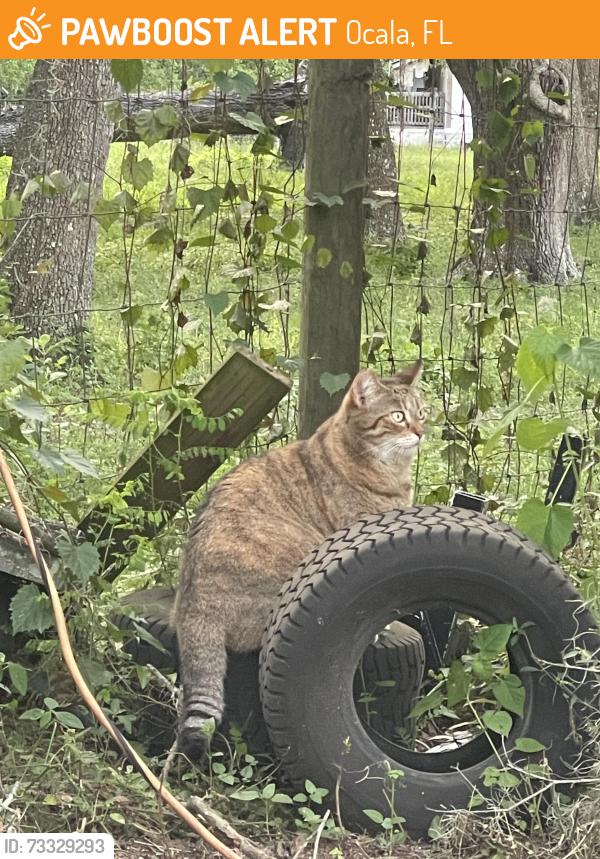Found/Stray Female Cat last seen 95th st near the Santos trails across the road from the mobile home/timy home park, Ocala, FL 34480