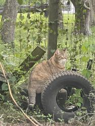 Found/Stray Female Cat last seen 95th st near the Santos trails across the road from the mobile home/timy home park, Ocala, FL 34480