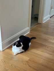 Reunited Male Cat last seen Solomon Ct, Watervliet, NY, Latham, NY 12189
