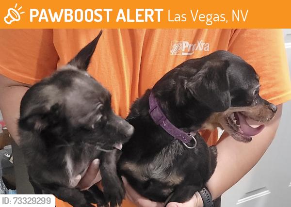 Found/Stray Female Dog last seen Boulder Hey and Russell, Las Vegas, NV 89122