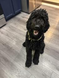 Reunited Male Dog last seen Katella and Beach, Stanton, CA 90680