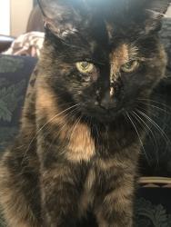 Found/Stray Female Cat last seen Mill creek schools, Gwinnett County, GA 30548