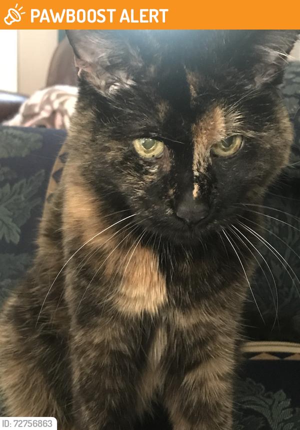 Found/Stray Female Cat last seen Mill creek schools, Gwinnett County, GA 30548