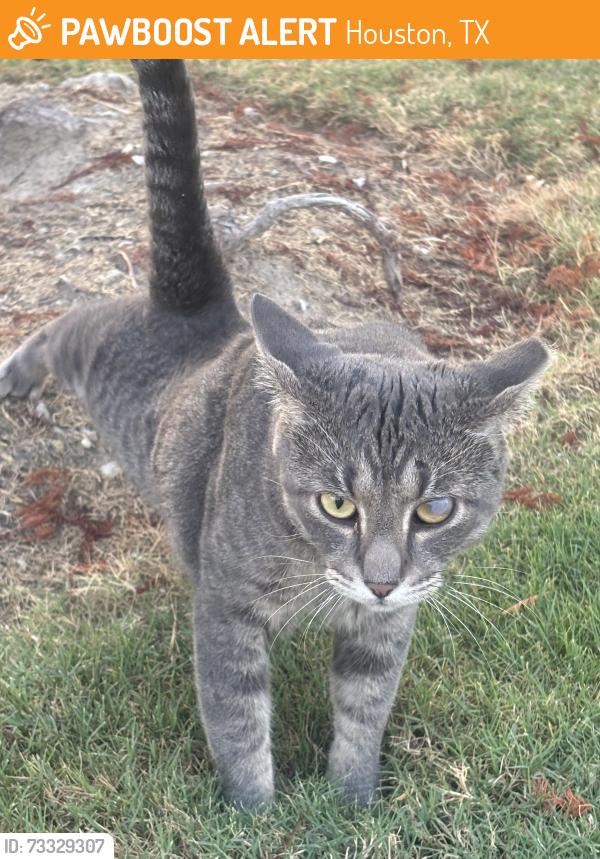 Found/Stray Male Cat last seen Houston Texas, Houston, TX 77060